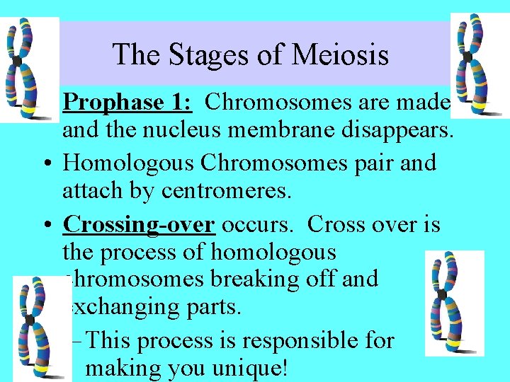The Stages of Meiosis • Prophase 1: Chromosomes are made and the nucleus membrane