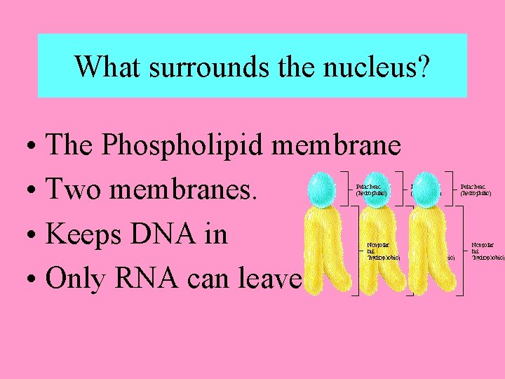 What surrounds the nucleus? • The Phospholipid membrane • Two membranes. • Keeps DNA