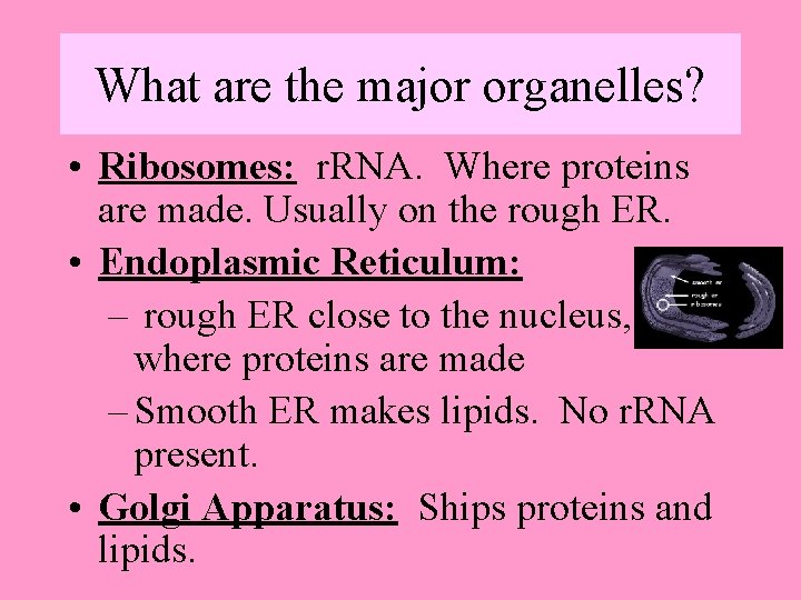 What are the major organelles? • Ribosomes: r. RNA. Where proteins are made. Usually