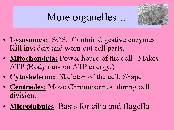 More organelles… • Lysosomes: SOS. Contain digestive enzymes. Kill invaders and worn out cell