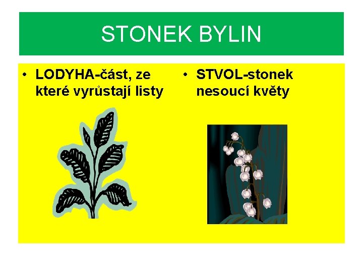 STONEK BYLIN • LODYHA-část, ze které vyrůstají listy • STVOL-stonek nesoucí květy 