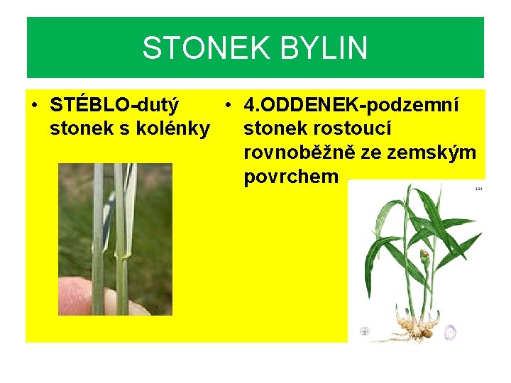 STONEK BYLIN • STÉBLO-dutý • 4. ODDENEK-podzemní stonek s kolénky stonek rostoucí rovnoběžně ze