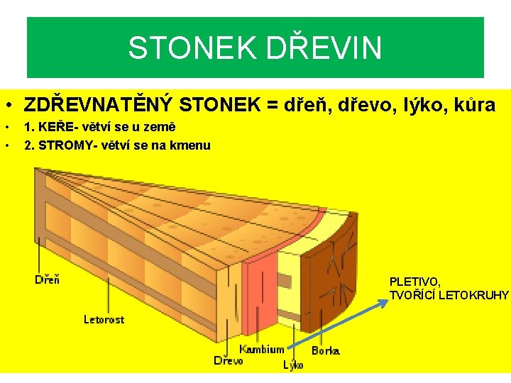 STONEK DŘEVIN • ZDŘEVNATĚNÝ STONEK = dřeň, dřevo, lýko, kůra • • 1. KEŘE-