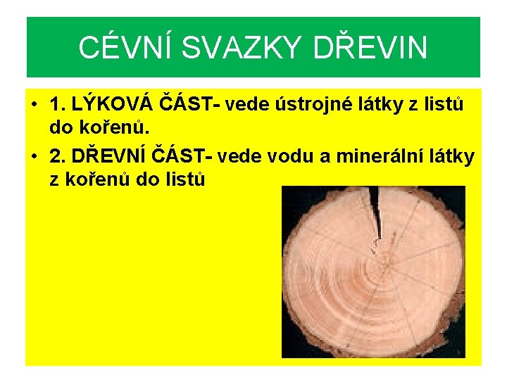 CÉVNÍ SVAZKY DŘEVIN • 1. LÝKOVÁ ČÁST- vede ústrojné látky z listů do kořenů.