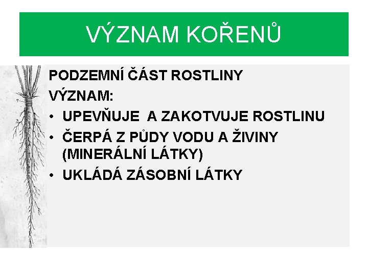 VÝZNAM KOŘENŮ PODZEMNÍ ČÁST ROSTLINY VÝZNAM: • UPEVŇUJE A ZAKOTVUJE ROSTLINU • ČERPÁ Z