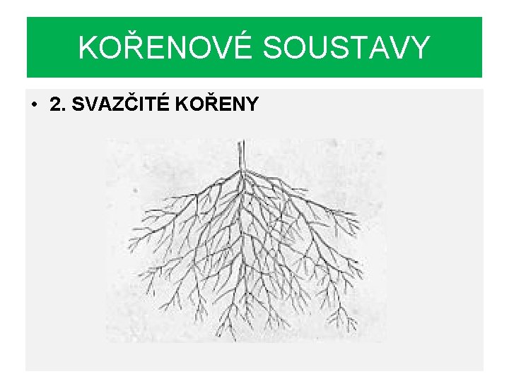 KOŘENOVÉ SOUSTAVY • 2. SVAZČITÉ KOŘENY 