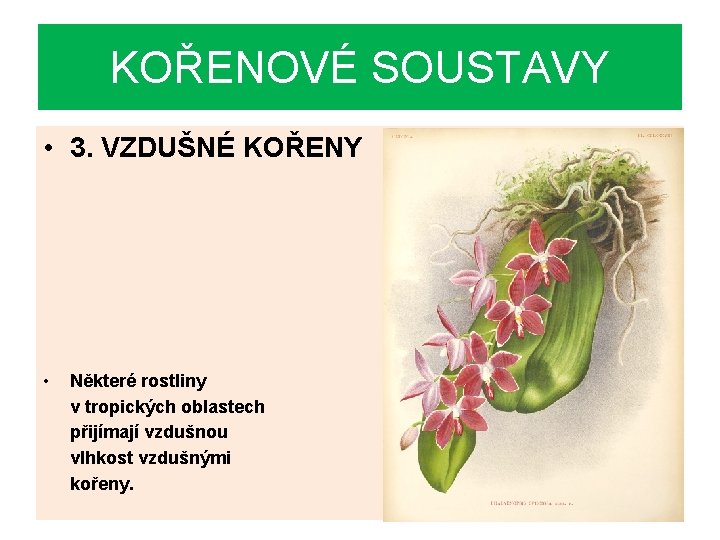 KOŘENOVÉ SOUSTAVY • 3. VZDUŠNÉ KOŘENY • Některé rostliny v tropických oblastech přijímají vzdušnou