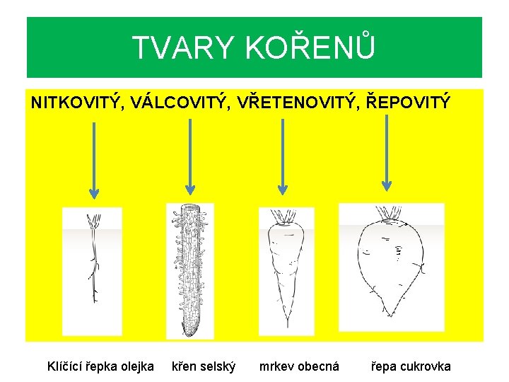 TVARY KOŘENŮ NITKOVITÝ, VÁLCOVITÝ, VŘETENOVITÝ, ŘEPOVITÝ Klíčící řepka olejka křen selský mrkev obecná řepa