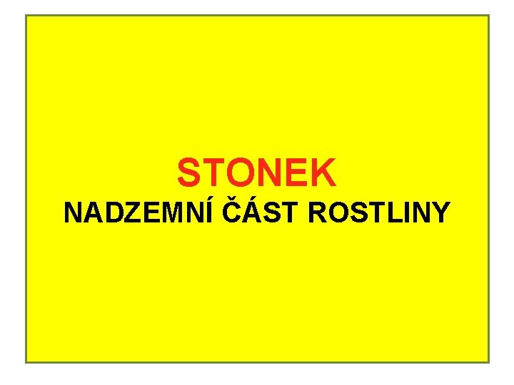 STONEK NADZEMNÍ ČÁST ROSTLINY 