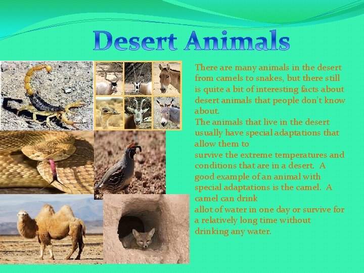 There are many animals in the desert from camels to snakes, but there still