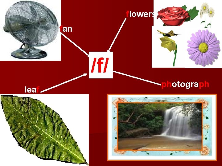 flowers fan /f/ leaf photograph 