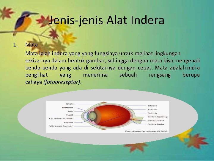 Jenis-jenis Alat Indera 1. Mata ialah indera yang fungsinya untuk melihat lingkungan sekitarnya dalam