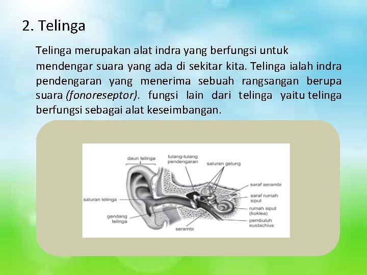 2. Telinga merupakan alat indra yang berfungsi untuk mendengar suara yang ada di sekitar