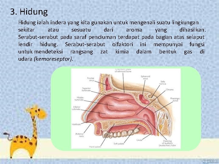 3. Hidung ialah indera yang kita gunakan untuk mengenali suatu lingkungan sekitar atau sesuatu