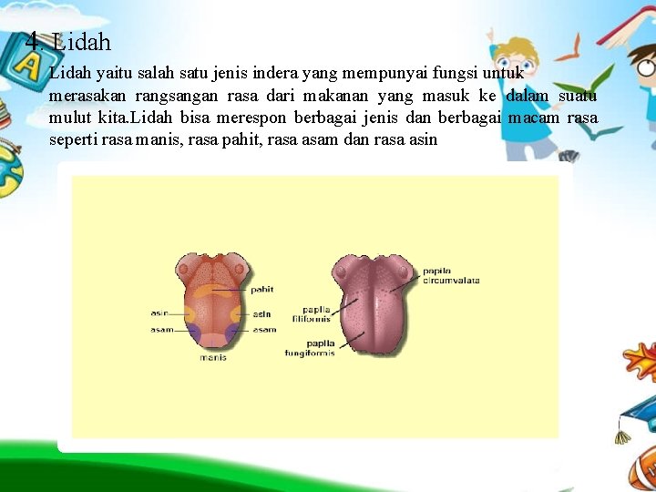 4. Lidah yaitu salah satu jenis indera yang mempunyai fungsi untuk merasakan rangsangan rasa