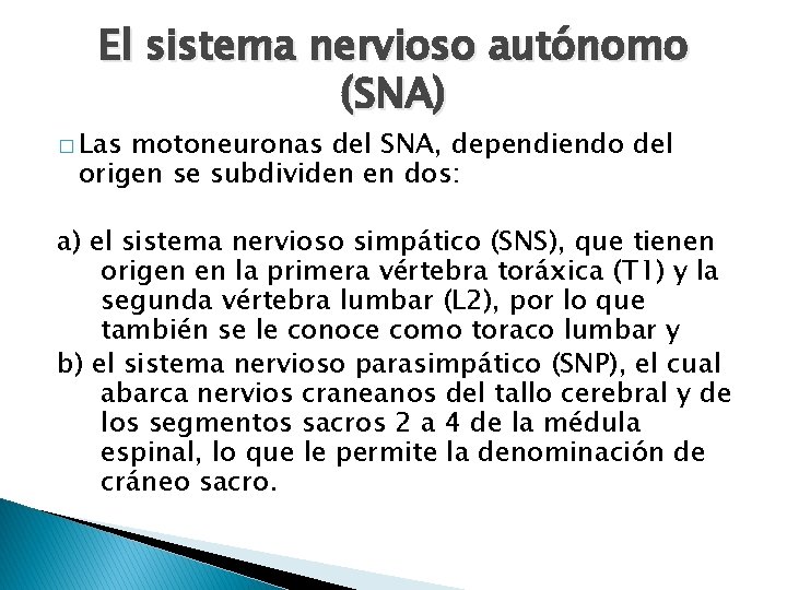 El sistema nervioso autónomo (SNA) � Las motoneuronas del SNA, dependiendo del origen se