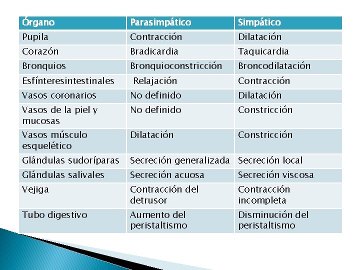 Órgano Parasimpático Simpático Pupila Contracción Dilatación Corazón Bradicardia Taquicardia Bronquios Bronquioconstricción Broncodilatación Esfínteresintestinales Relajación