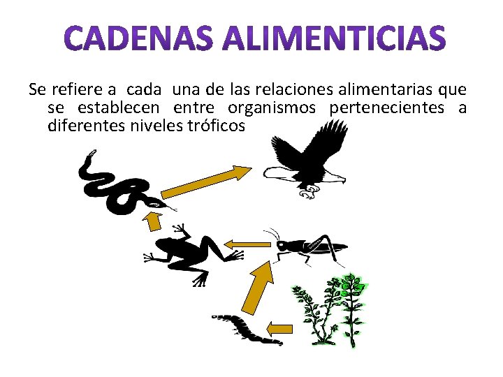 Se refiere a cada una de las relaciones alimentarias que se establecen entre organismos