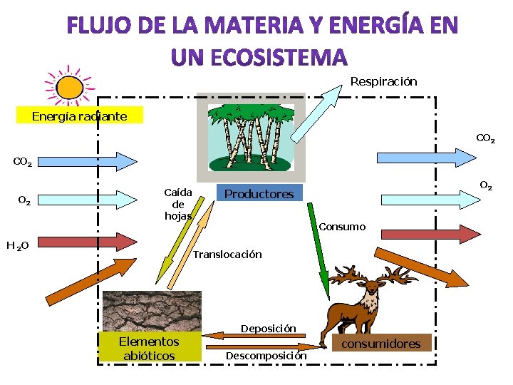 Respiración Energía radiante CO 2 O 2 Caída de hojas H 2 O O