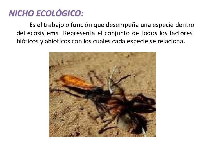 NICHO ECOLÓGICO: Es el trabajo o función que desempeña una especie dentro del ecosistema.