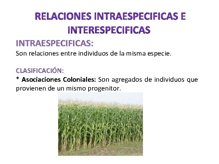 INTRAESPECIFICAS: Son relaciones entre individuos de la misma especie. CLASIFICACIÓN: * Asociaciones Coloniales: Son