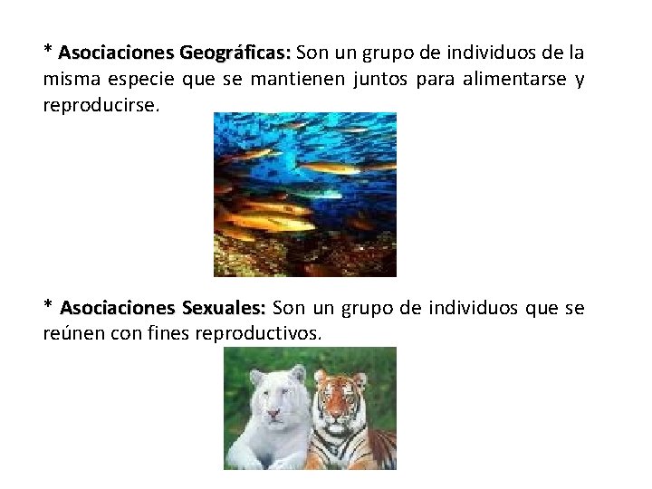 * Asociaciones Geográficas: Son un grupo de individuos de la misma especie que se