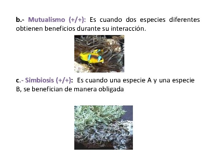 b. - Mutualismo (+/+): Es cuando dos especies diferentes obtienen beneficios durante su interacción.