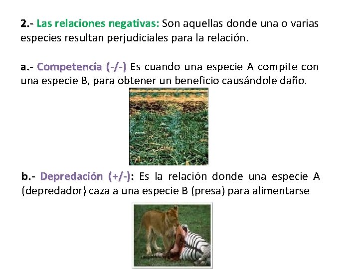 2. - Las relaciones negativas: Son aquellas donde una o varias especies resultan perjudiciales