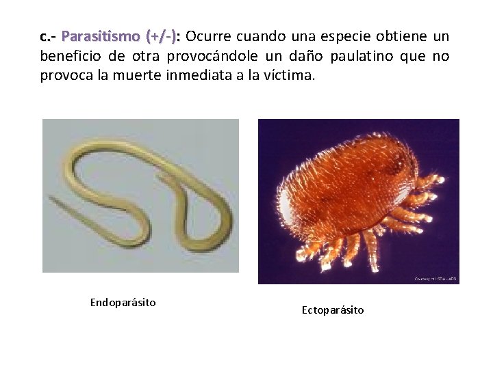 c. - Parasitismo (+/-): Ocurre cuando una especie obtiene un beneficio de otra provocándole