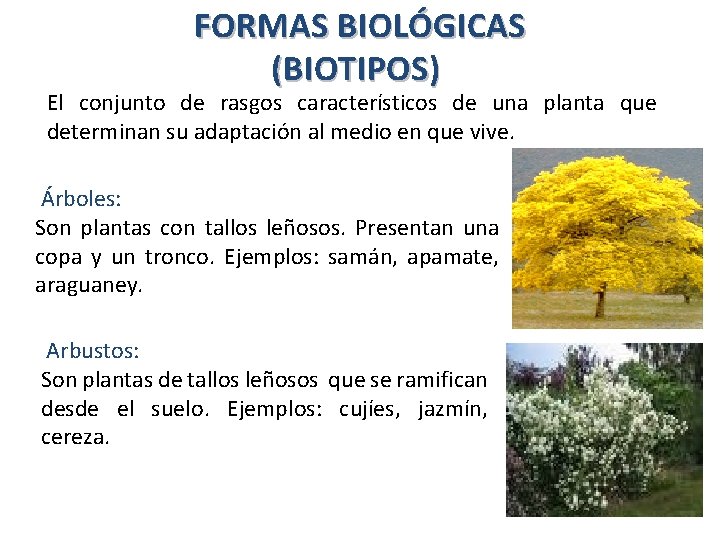 FORMAS BIOLÓGICAS (BIOTIPOS) El conjunto de rasgos característicos de una planta que determinan su