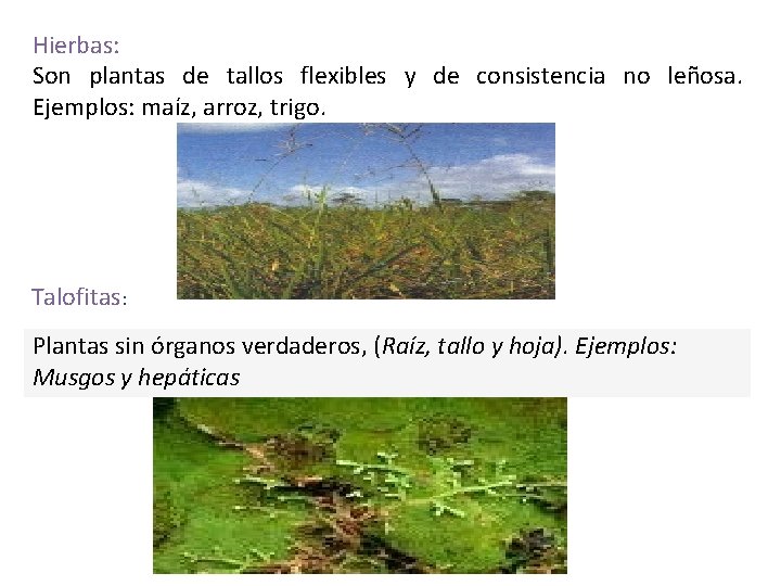 Hierbas: Son plantas de tallos flexibles y de consistencia no leñosa. Ejemplos: maíz, arroz,