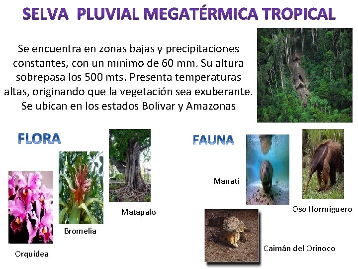 Se encuentra en zonas bajas y precipitaciones constantes, con un mínimo de 60 mm.