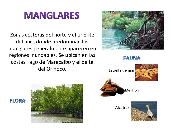 Zonas costeras del norte y el oriente del país, donde predominan los manglares generalmente