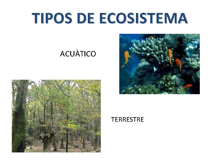 TIPOS DE ECOSISTEMA ACUÀTICO TERRESTRE 