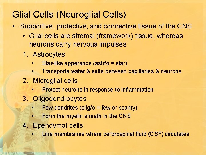 Glial Cells (Neuroglial Cells) • Supportive, protective, and connective tissue of the CNS •