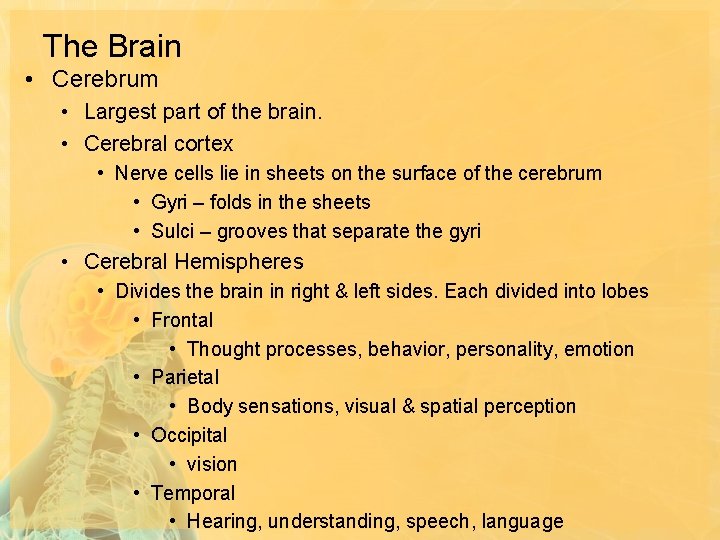 The Brain • Cerebrum • Largest part of the brain. • Cerebral cortex •