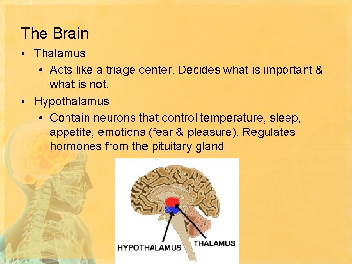 The Brain • Thalamus • Acts like a triage center. Decides what is important