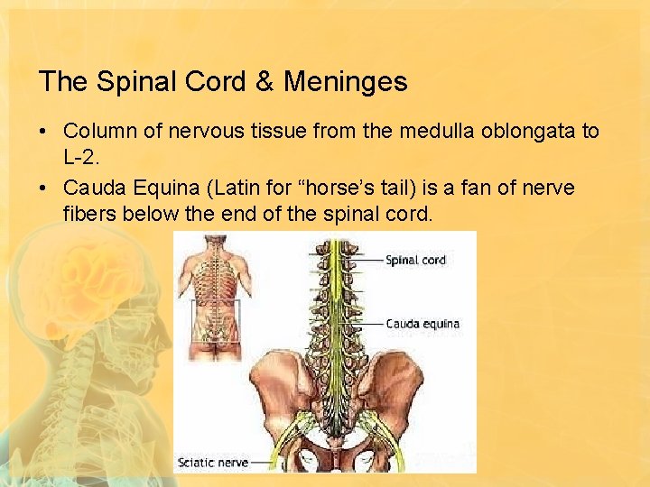 The Spinal Cord & Meninges • Column of nervous tissue from the medulla oblongata