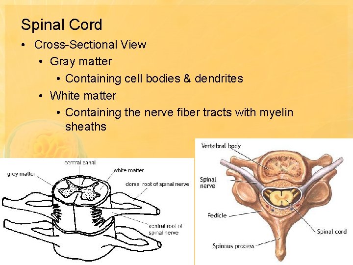 Spinal Cord • Cross-Sectional View • Gray matter • Containing cell bodies & dendrites