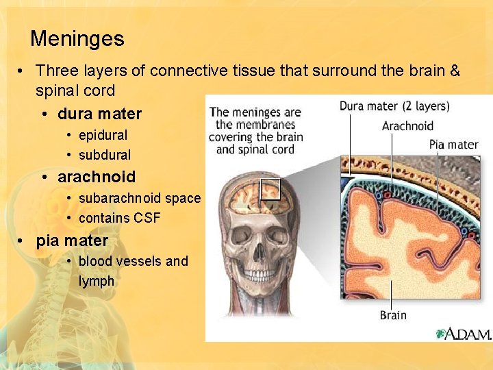 Meninges • Three layers of connective tissue that surround the brain & spinal cord