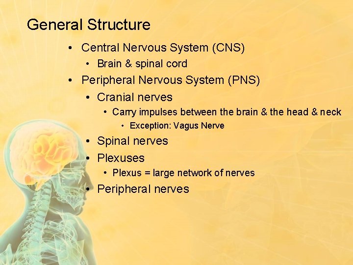 General Structure • Central Nervous System (CNS) • Brain & spinal cord • Peripheral