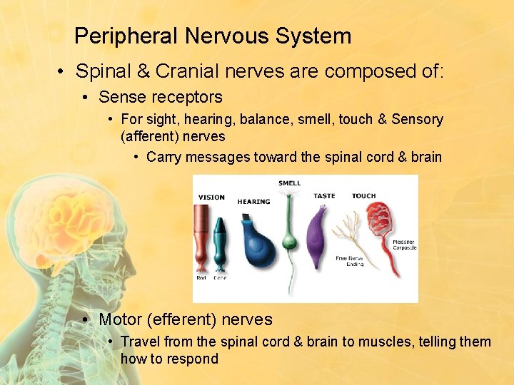 Peripheral Nervous System • Spinal & Cranial nerves are composed of: • Sense receptors