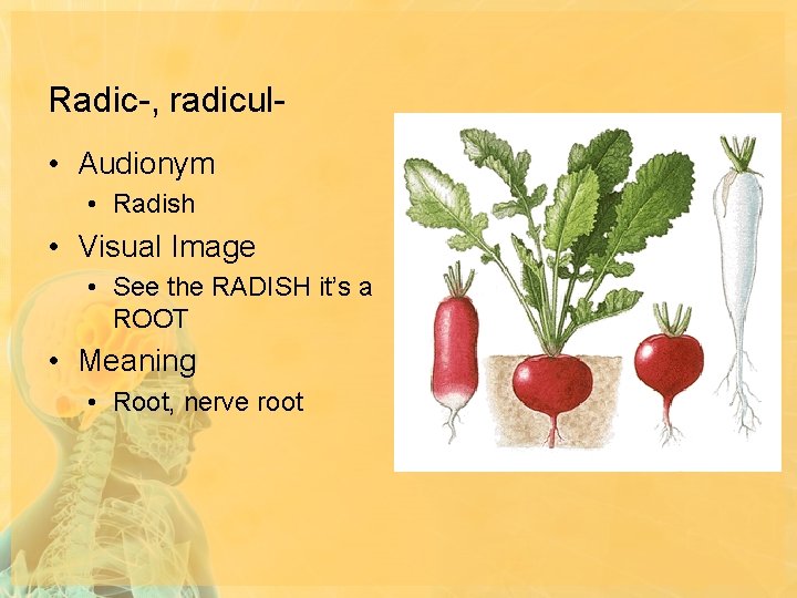 Radic-, radicul • Audionym • Radish • Visual Image • See the RADISH it’s
