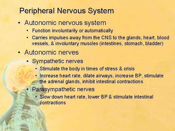 Peripheral Nervous System • Autonomic nervous system • Function involuntarily or automatically • Carries