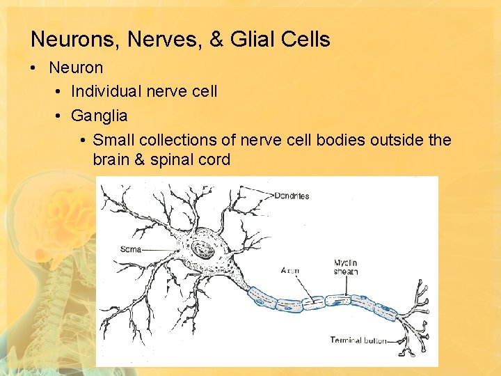 Neurons, Nerves, & Glial Cells • Neuron • Individual nerve cell • Ganglia •