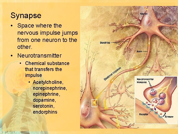 Synapse • Space where the nervous impulse jumps from one neuron to the other.