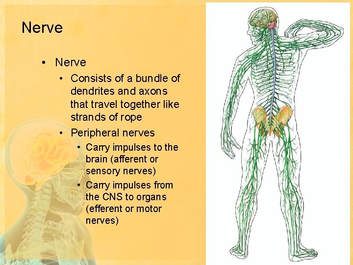 Nerve • Consists of a bundle of dendrites and axons that travel together like