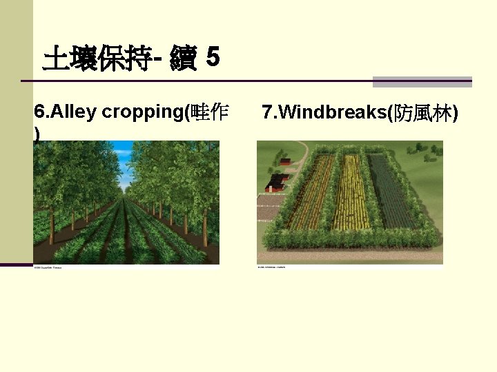 土壤保持- 續 5 6. Alley cropping(畦作 ) 7. Windbreaks(防風林) 