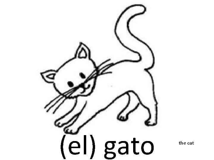 (el) gato the cat 