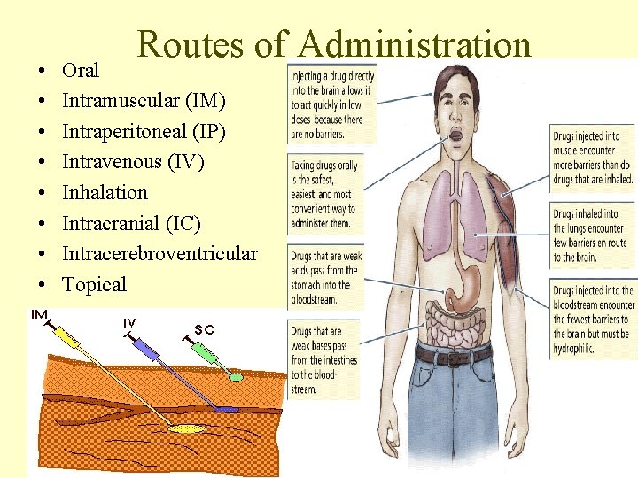  • • Routes of Administration Oral Intramuscular (IM) Intraperitoneal (IP) Intravenous (IV) Inhalation